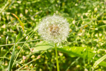 Closeup of a dandelion seedhead in a lush green meadow.