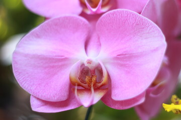 A vibrant collection of various flower species blooming in a botanical garden, beautifully arranged...