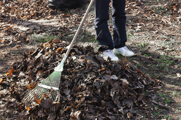 Person raking a pile of autumn leaves outdoors.
