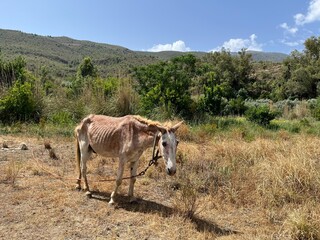 Malnourished donkey in dry rural landscape