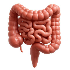 intestines photo. gut isolated.