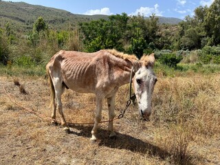 Malnourished donkey in dry rural landscape