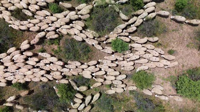 TRASHUMANCIA DE OVEJAS