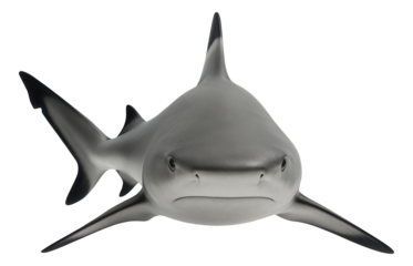 Blacktip reef shark with a streamlined body and distinct black tips on its fins