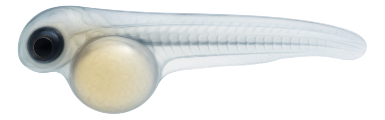 Zebrafish embryo at 24 hours with transparent body and developing somites