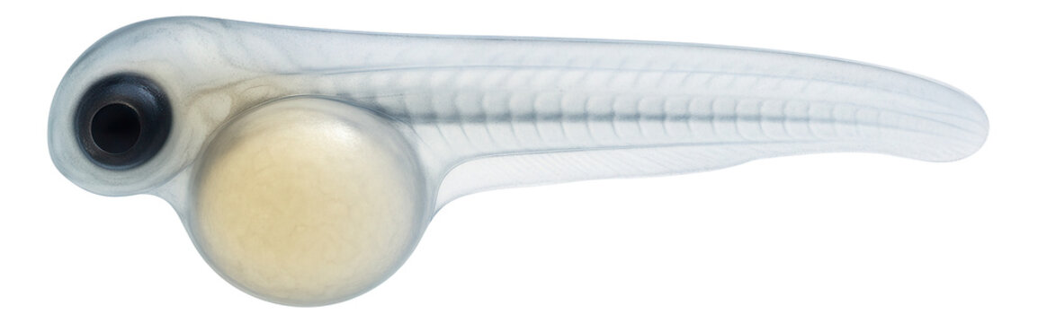 Zebrafish embryo at 24 hours with transparent body and developing somites