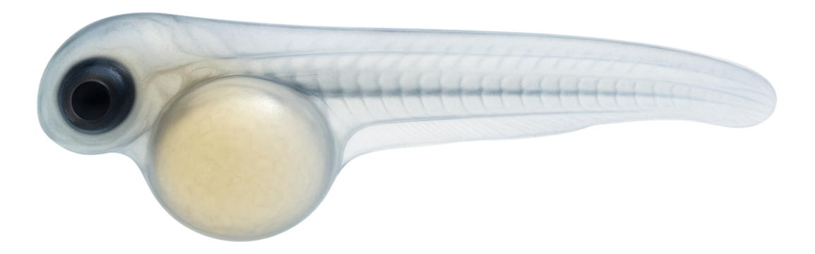 Zebrafish embryo at 24 hours with transparent body and developing somites
