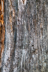 Detailed image focusing on the intricate textures of aged tree bark adorned with moss, showcasing the beauty of natural patterns and organic details.