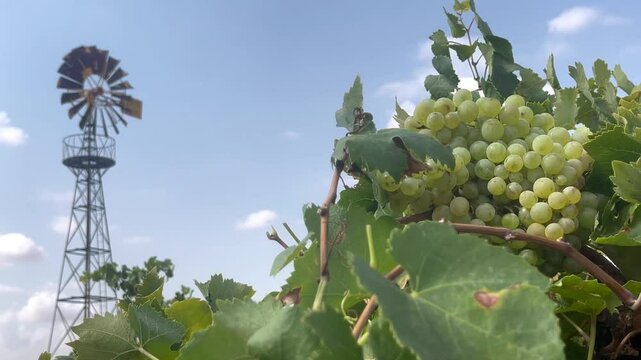 VI&Ntilde;EDO MANCHEGO CON MOLINO DE VIENTO
