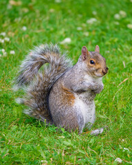 Eastern gray squirrel in a Montreal park, Quebec, Canada.