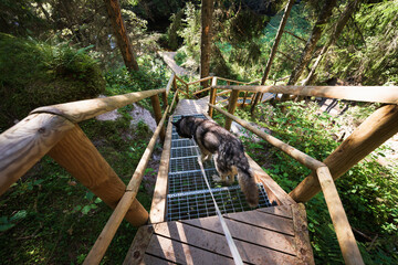 Hiking with a pet: a husky dog on a leash descends a long wooden staircase on a forest hiking trail.