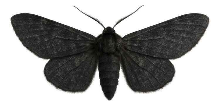 Peppered moth with dark, melanic coloration and uniform wing pattern