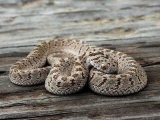 Coiled snake on wooden surface.