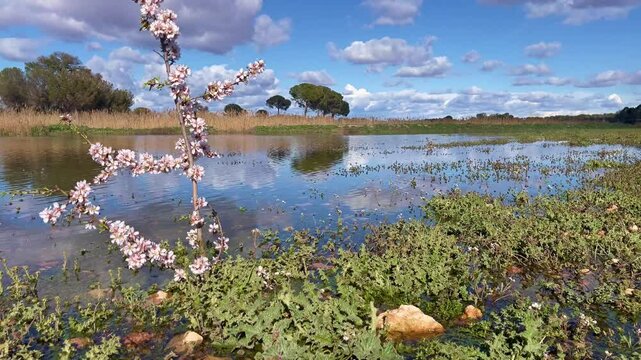 ALMENDRO EN FLOR EN EL LAGO 