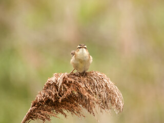 Rokitniczka  © Mati