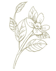 花のスケッチ素材。ベクターイラスト素材。