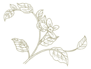 花のスケッチ素材。ベクターイラスト素材。