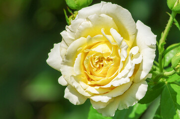 Yellow roses on the bush, macro, rose garden