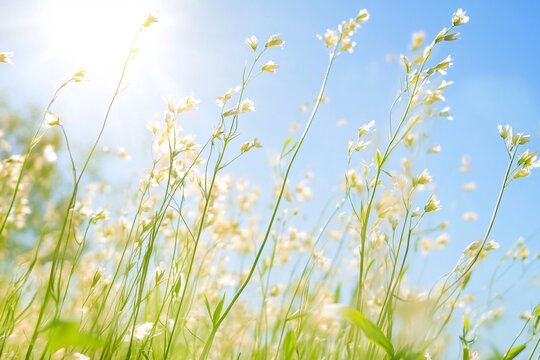 Summer Breeze Swaying Tall Grass in a Sunny Field
