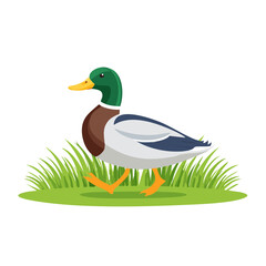 Fototapeta premium Mallard Duck Illustration in SVG Format