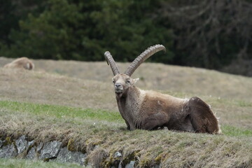 Resting Alpine Ibex in the Grassy Meadows of Pontresina, Grisons, Swiss Alps