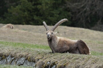 Resting Alpine Ibex in the Grassy Meadows of Pontresina, Grisons, Swiss Alps