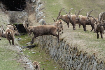 steinbock, ibex, capricorn jumping over a litte ditch in pontresina, graubuenden, graubünden, grisons, switzerland