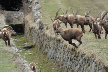 steinbock, ibex, capricorn jumping over a litte ditch in pontresina, graubuenden, graubünden, grisons, switzerland