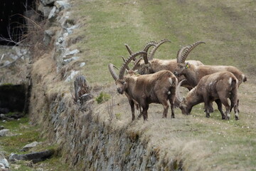 herd of steinbock, alpine capricorn ibex, in pontresina graubuenden grisons