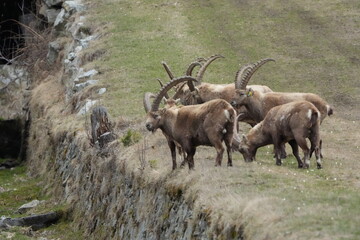 Wild Alpine Ibex Leaping Over a Ditch in Pontresina, Grisons, Swiss Alps, steinbock