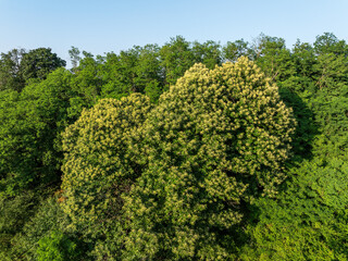 Aerial view of the Sweet Chestnut Tree in Bloom (Castanea sativa)