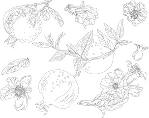 Set of flowers, leaves and fruits of pomegranate, black on a transparent background.