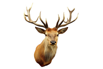 Naklejka premium stunning stag head with majestic antlers isolated on white background