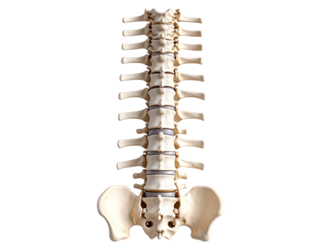  Human Spine Anatomy Illustration Isolated on Transparent Background PNG - Powered by Adobe