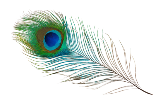 single iridescent peacock feather isolated on white background