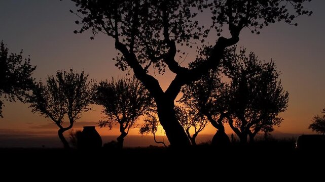 ALMENDROS JUNTO A TINAJAS AL AMANECER