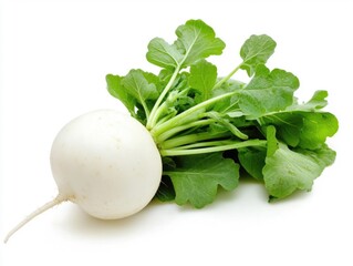 Fresh white radish with green leaves on a plain background