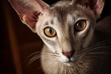 Oriental Shorthair cat