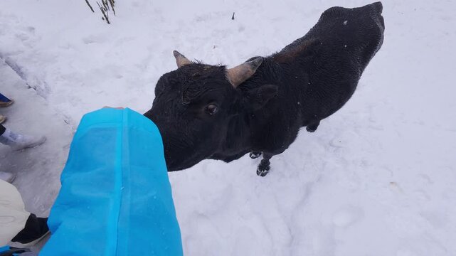 A black yak approaches a blue-jacketed traveler on a snowy field&mdash;highlighting tactile curiosity, serene animal-human interaction, and the quiet rhythm of life in Yunnan&rsquo;s alpine pasture environment.