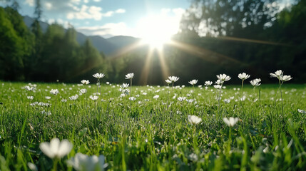 Bright sunlight illuminates meadow filled with delicate white flowers, creating serene