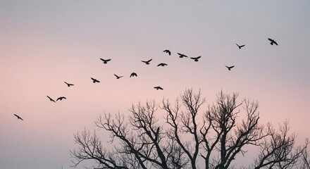 Birds flying in formation across a serene sky over a bare tree silhouette in winter