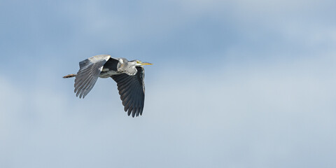 grey heron (Ardea cinerea) in flight
