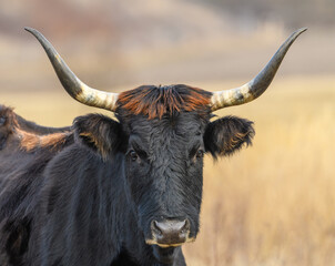 wild tauros, aurochs-like cattle portrait