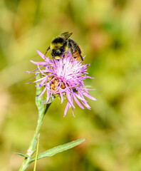 bumblebee (Bombus) on a pink flower