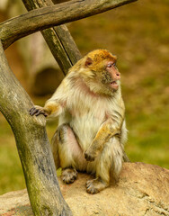 Obraz premium barbary macaque (Macaca sylvanus) sitting
