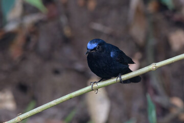 white-tailed robin or Myiomela leucura seen in Karimganj, Assam, India
