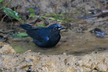 white-tailed robin or Myiomela leucura seen in Karimganj, Assam, India