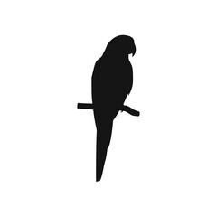 Fototapeta premium Silhouette of a parrot perched on a branch, isolated on white background.