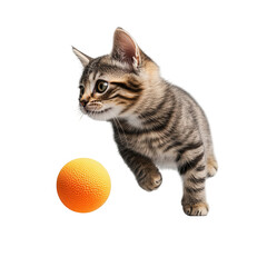 Curious tabby kitten playfully pouncing towards a textured orange ball isolated on transparent background