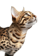 Close up profile of a bengal cat looking upwards with intense focus and detailed fur texture isolated on transparent background